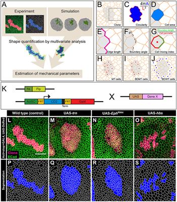 Inference of Cell Mechanics in Heterogeneous Epithelial Tissue Based on Multivariate Clone Shape Quantification